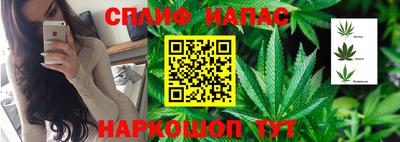 спиды Кингисепп